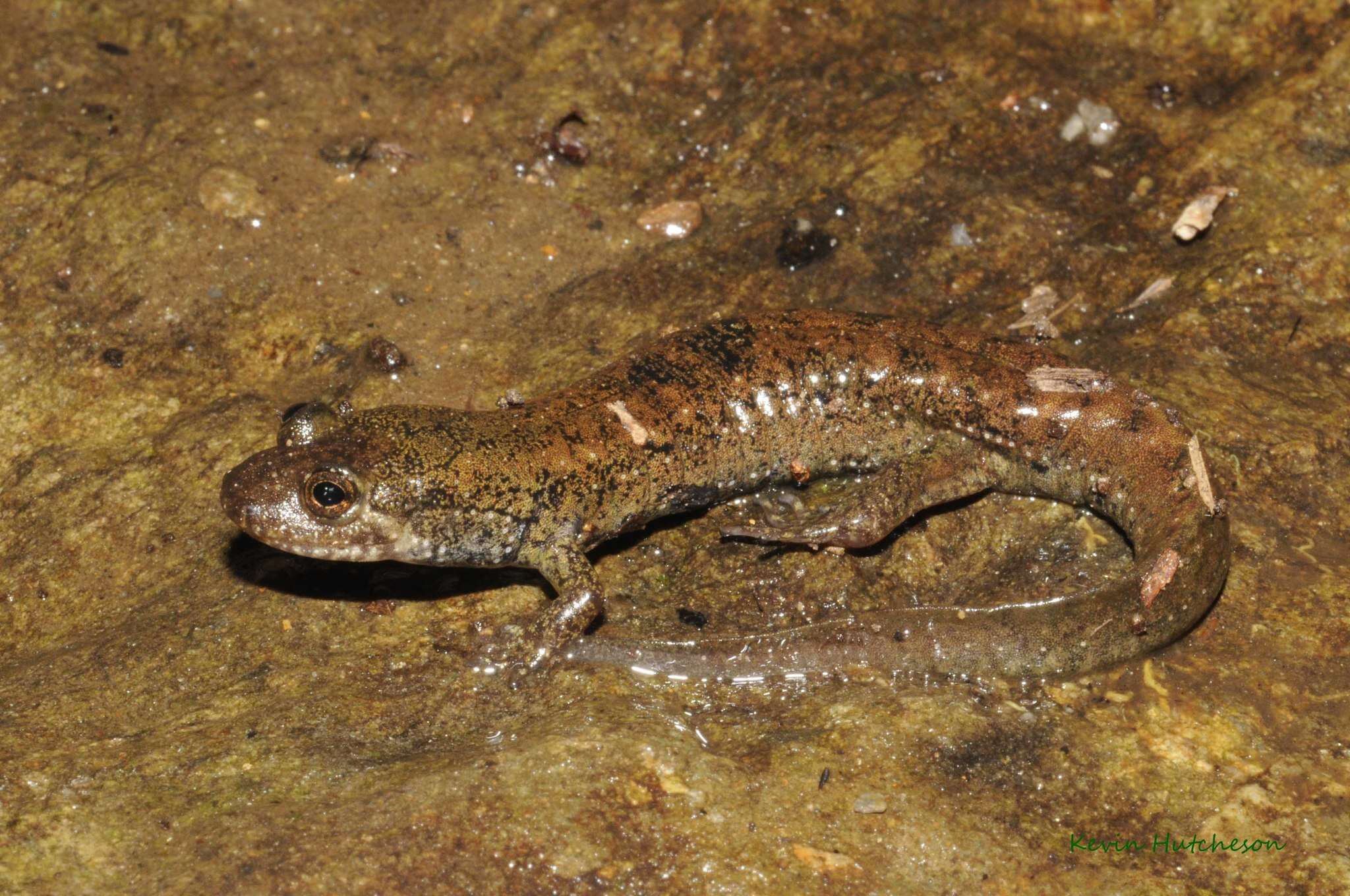 Image of Desmognathus folkertsi Camp, Tilley, Austin & Marshall 2002