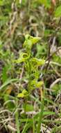 Image of Platanthera pachyglossa Hayata