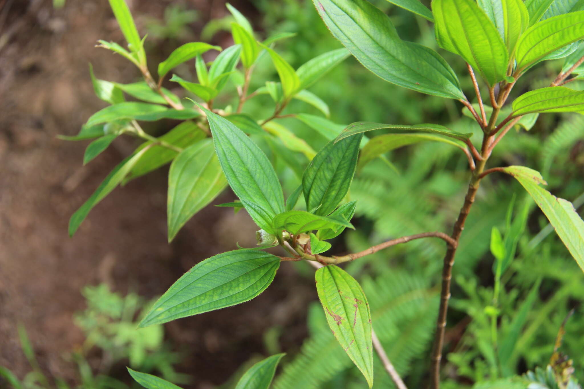 Слика од Melastoma denticulatum Labill.