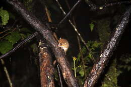 Image of Brown Mouse Lemur