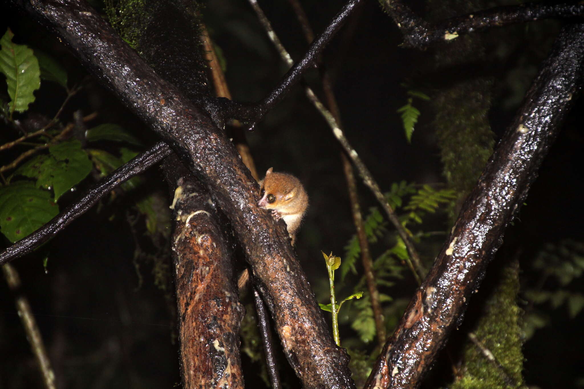 Image of Brown Mouse Lemur