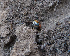 Anthophora urbana clementina Cockerell 1939 resmi