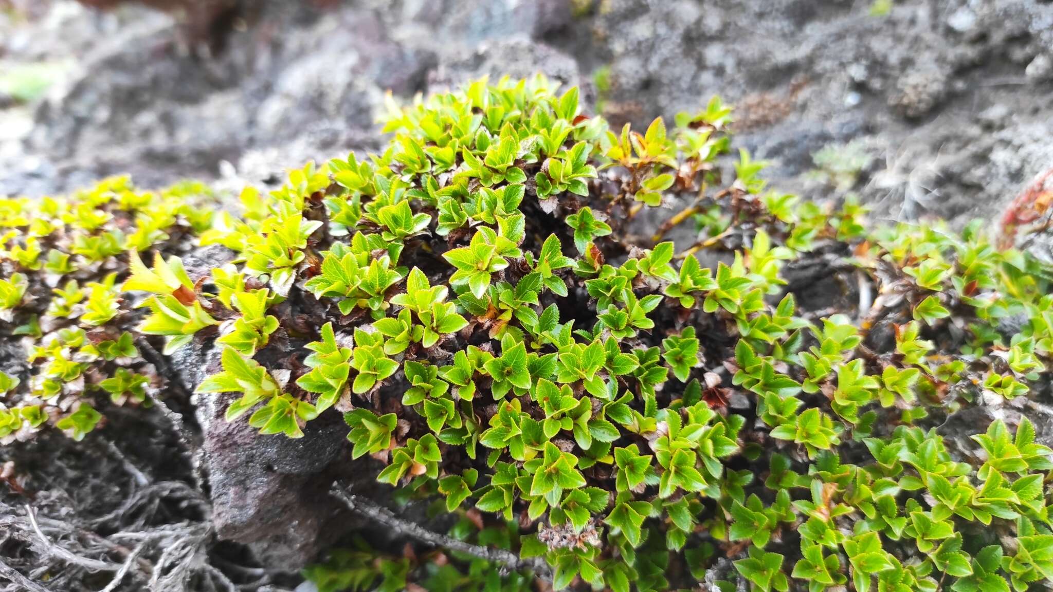 Image of Salix berberifolia subsp. tschuktschorum (A. Skvorts.) Worosch.