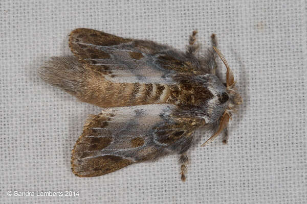 Image of Euglyphis laronia Druce 1887