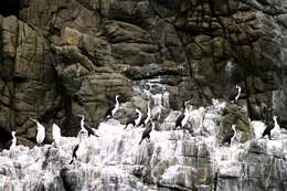 Image of Black-faced Cormorant