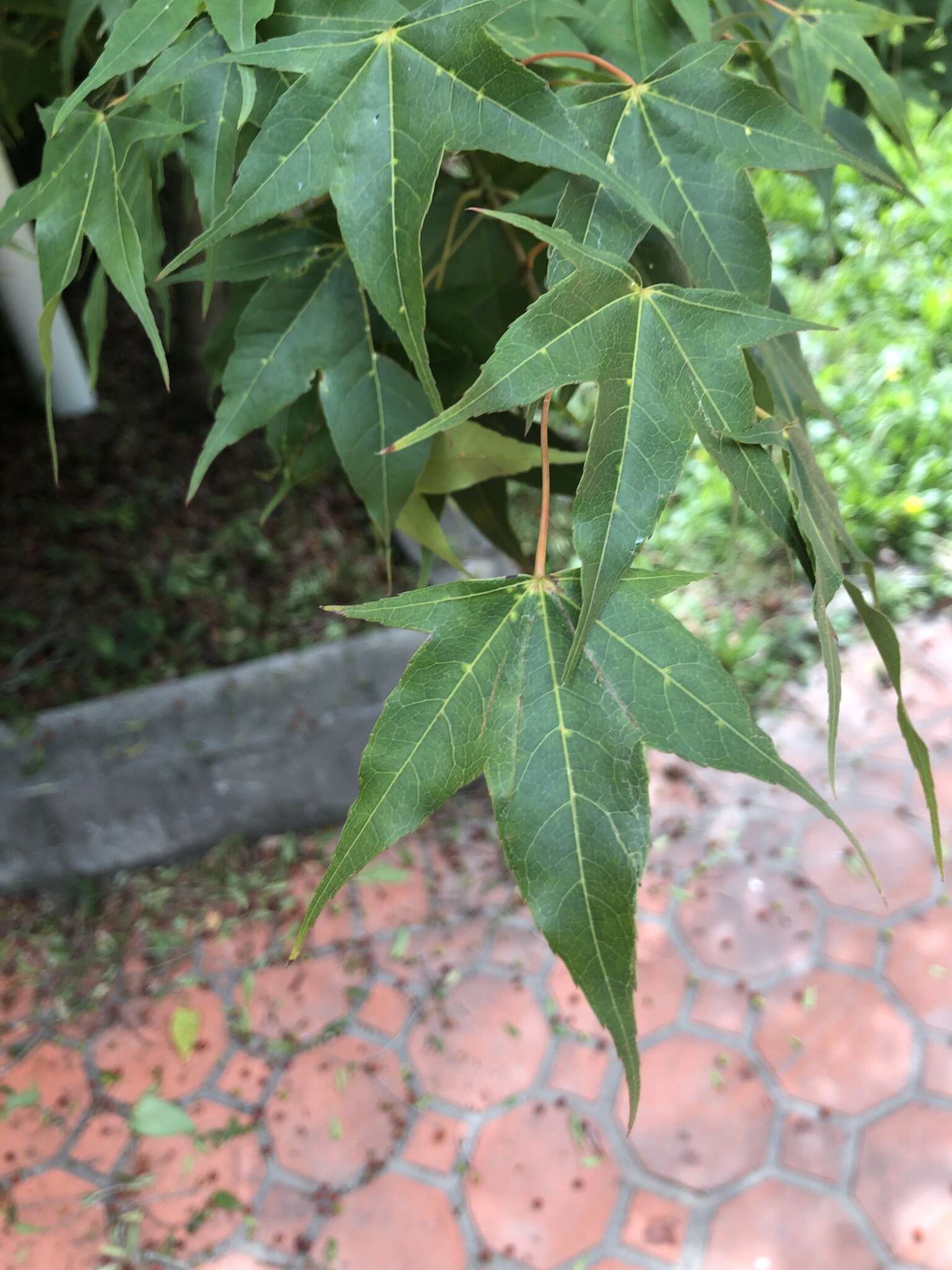 صورة Acer oliverianum subsp. formosanum (Koidz.) E. Murray