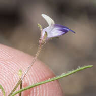 Image of Wright's blue eyed Mary