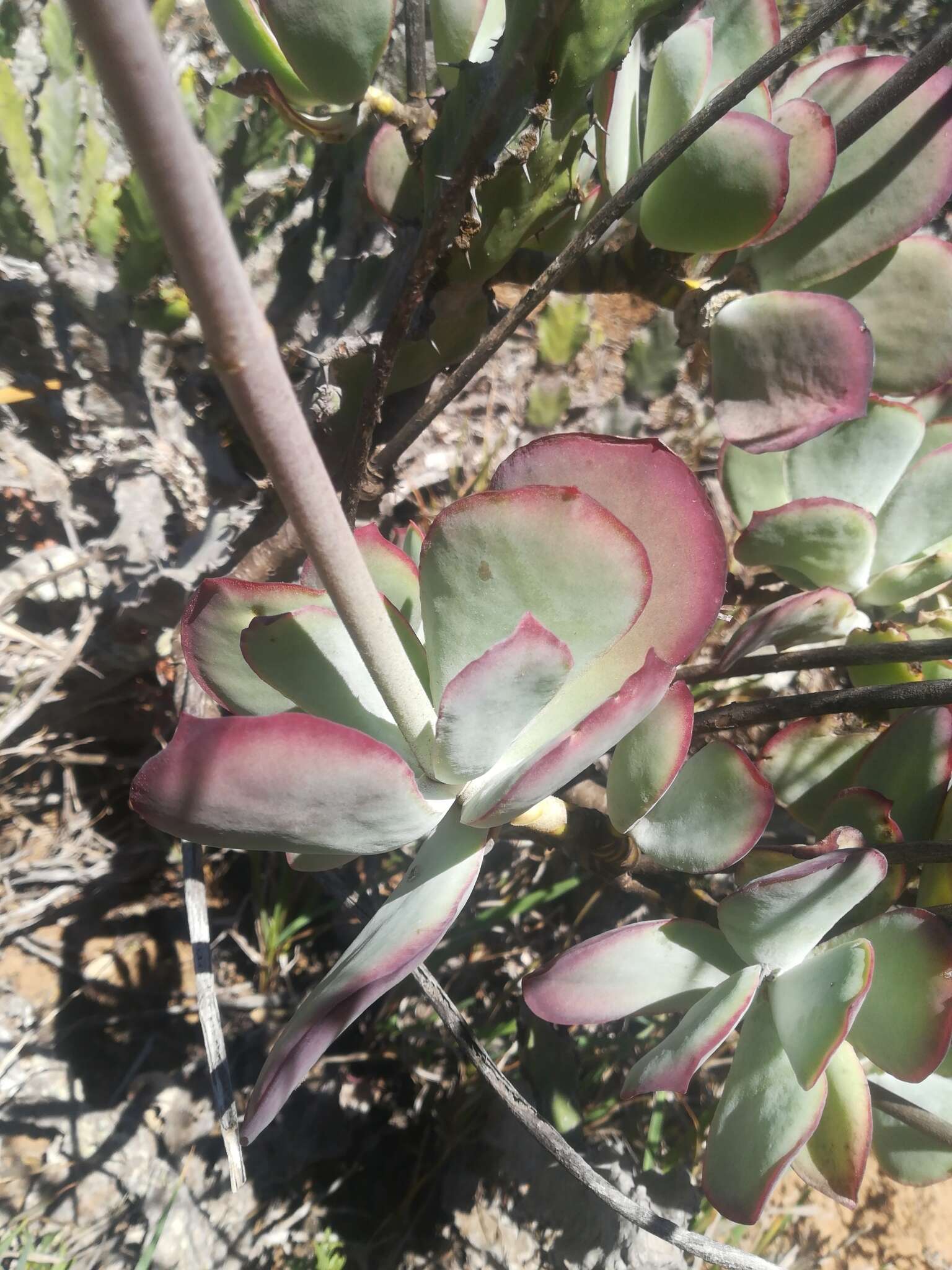 Imagem de Cotyledon orbiculata var. oblonga (Haw.) DC.