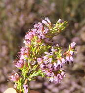 Image of Erica uberiflora E. G. H. Oliver