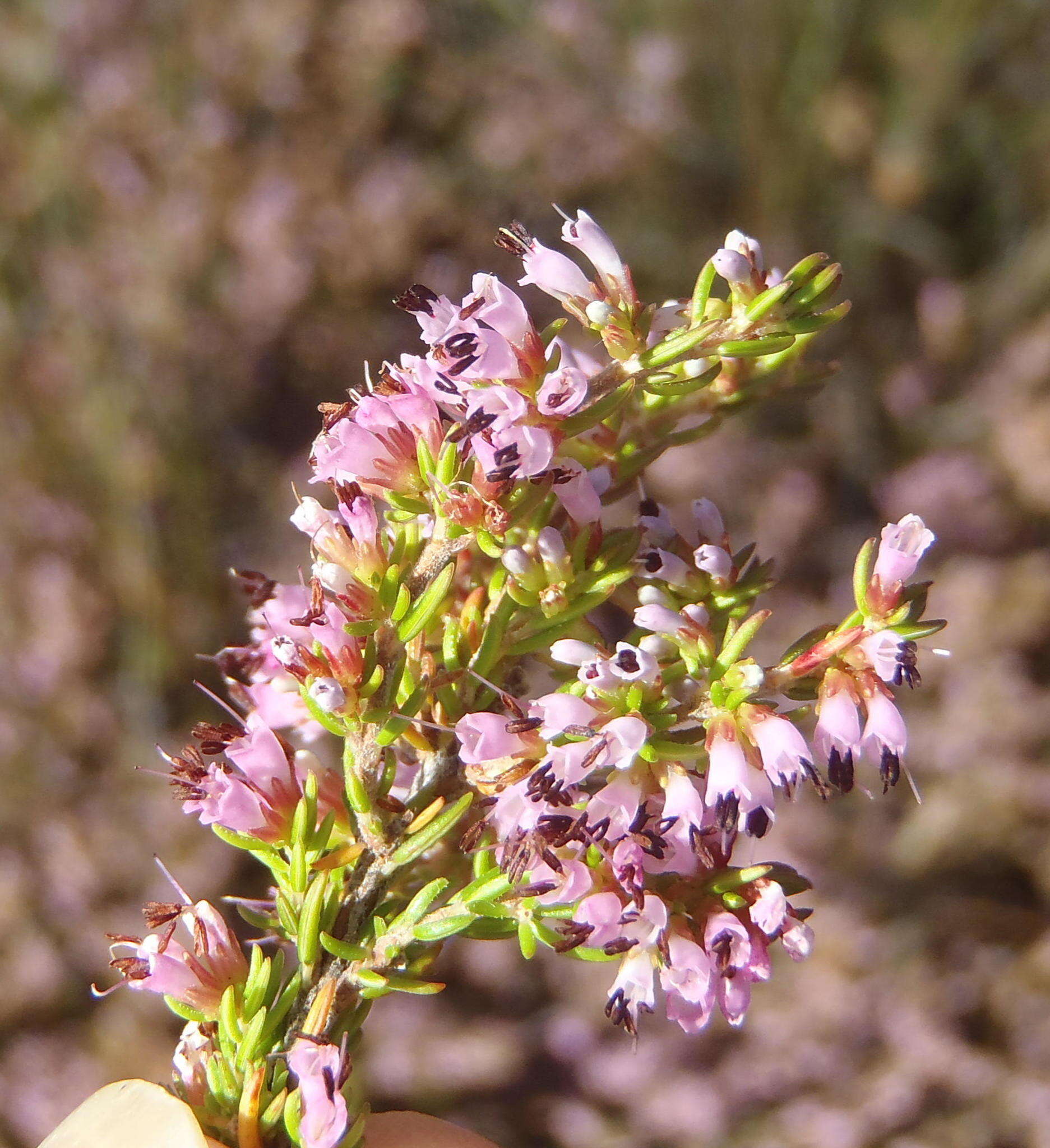 Image of Erica uberiflora E. G. H. Oliver