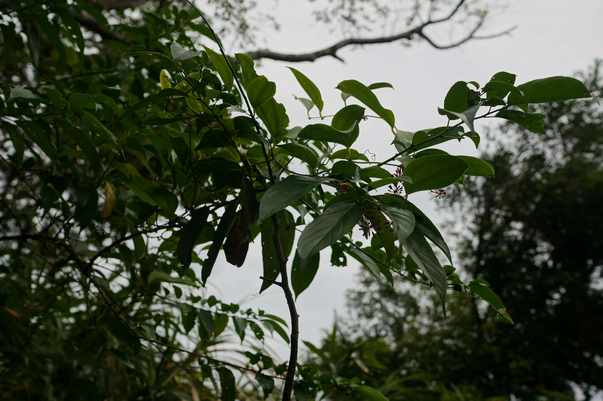 Smilax bracteata C. Presl resmi