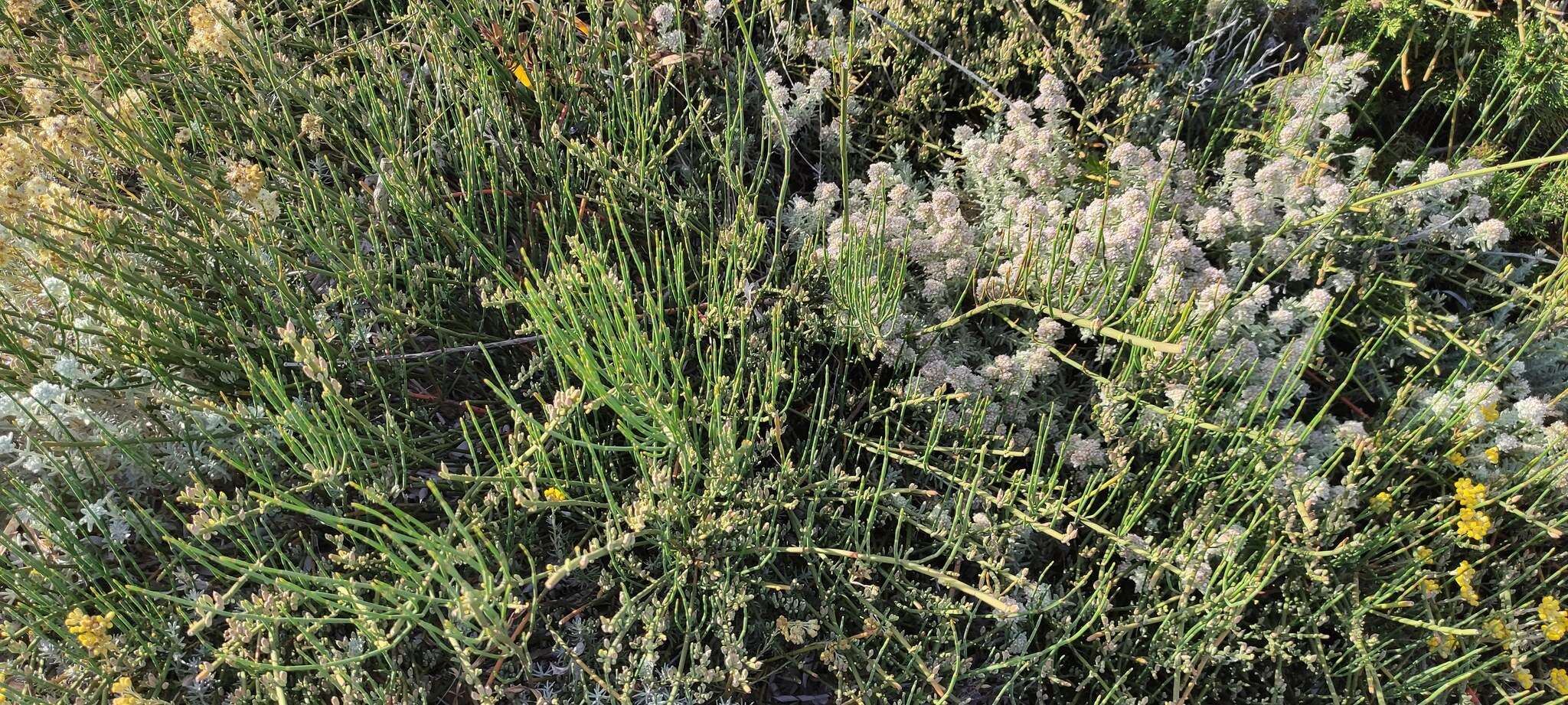 Image of Teucrium dunense Sennen