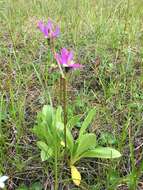 Plancia ëd Dodecatheon jeffreyanum subsp. jeffreyanum