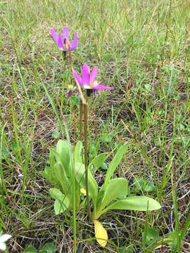 Sivun Dodecatheon jeffreyanum K. Koch kuva