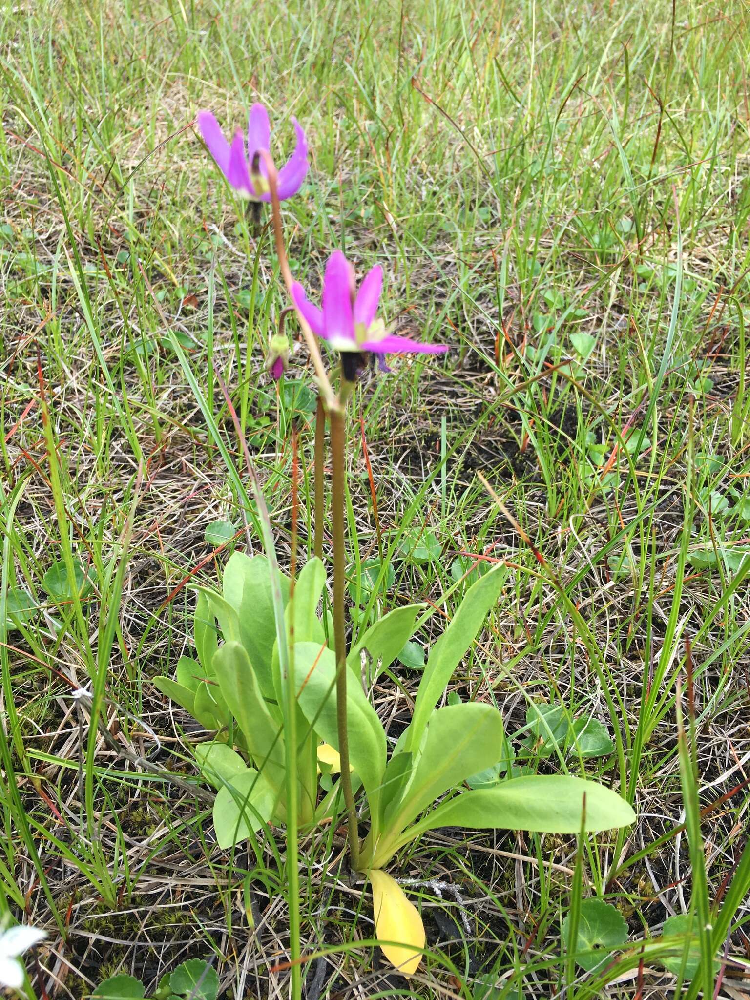 Plancia ëd Dodecatheon jeffreyanum subsp. jeffreyanum