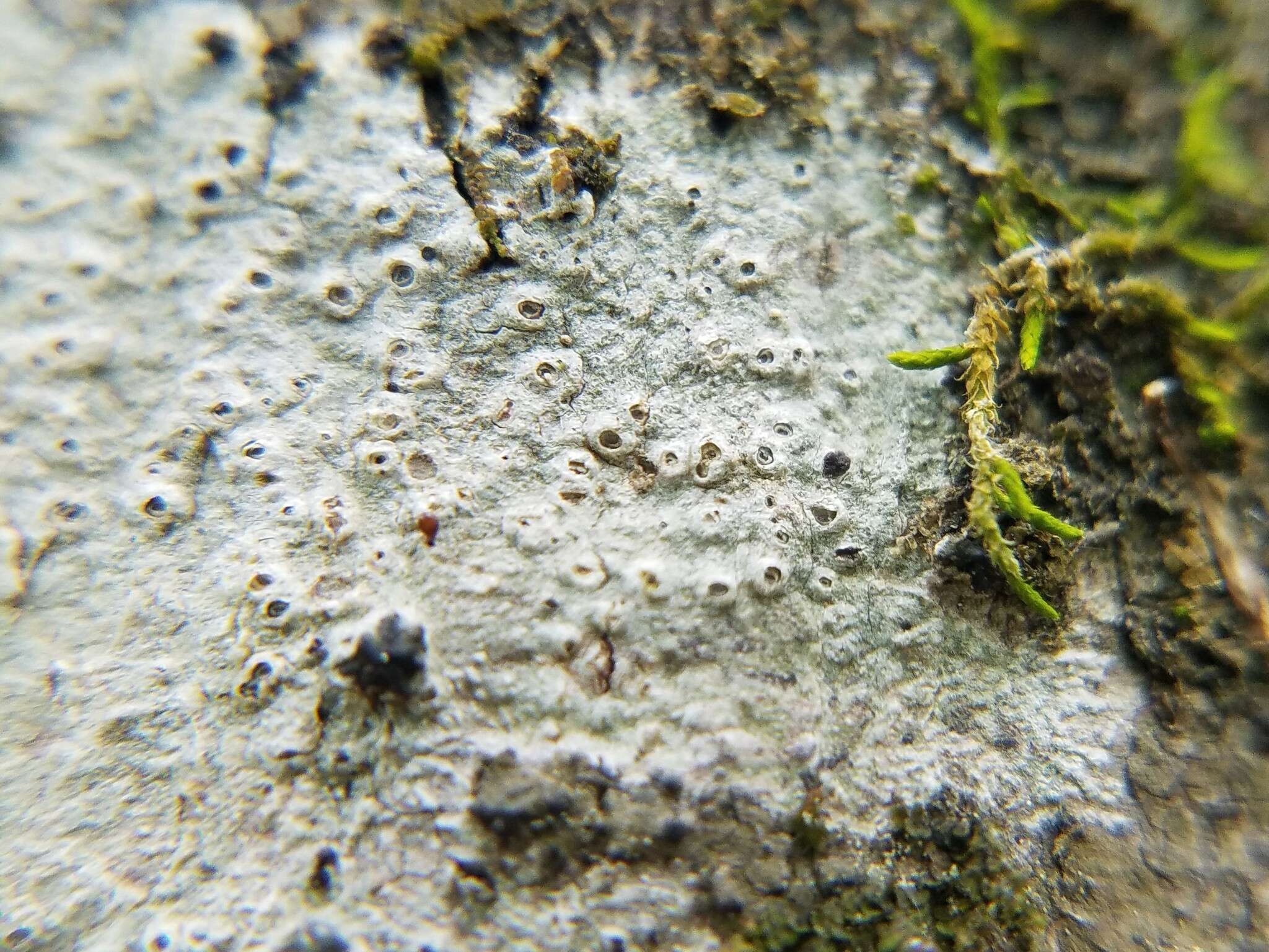 Image of barnacle lichen