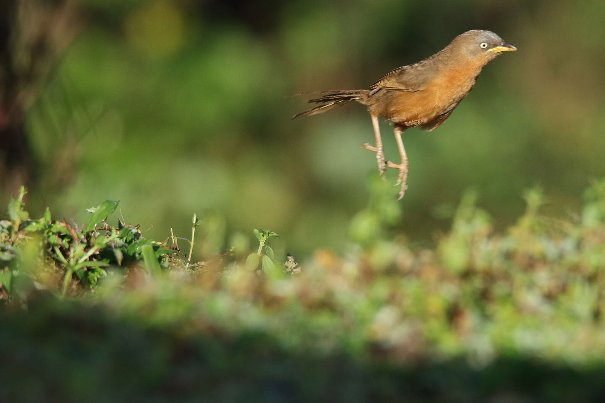 Image of Rufous Babbler