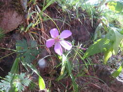 Image of Geranium yesoense Franch. & Sav.