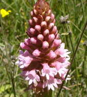 Image of Satyrium hallackii Bolus