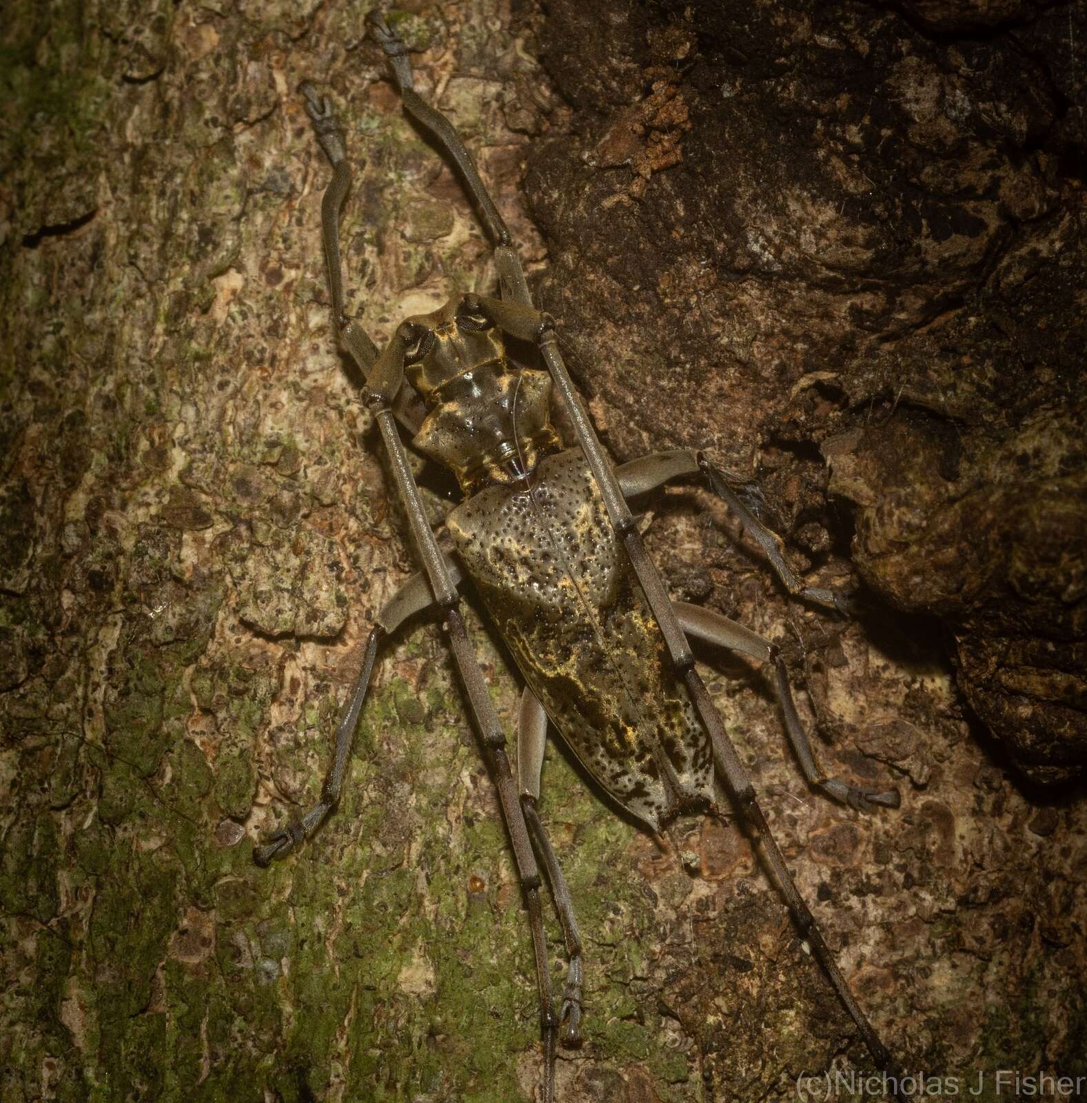 Image of Acalolepta antenor (Newman 1842)