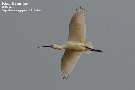 Image of spoonbill, eurasian spoonbill