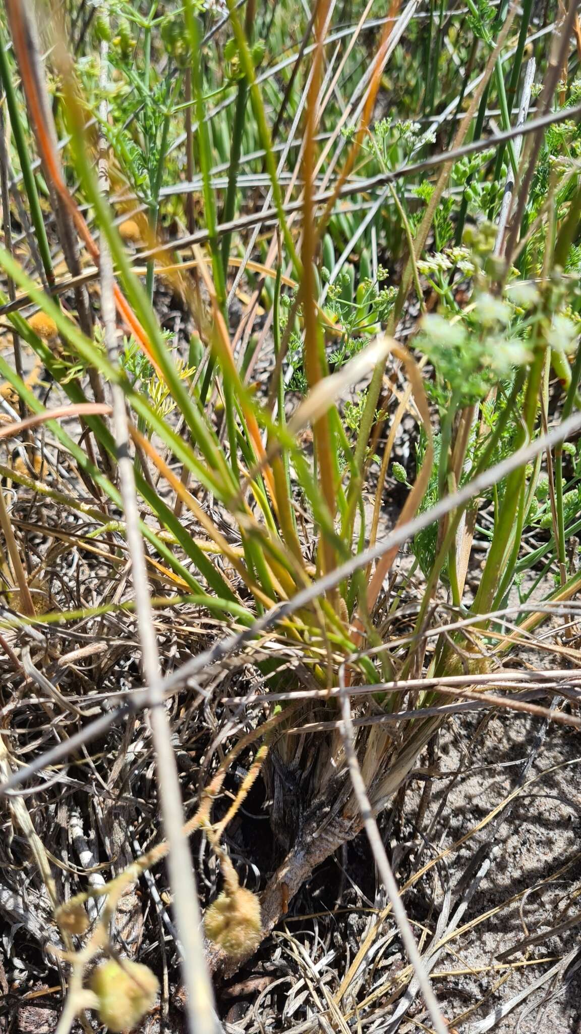 Слика од Trachyandra scabra (L. fil.) Kunth