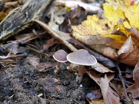 Image of Cortinarius ferrugineovelatus Kytöv., Liimat. & Niskanen 2014