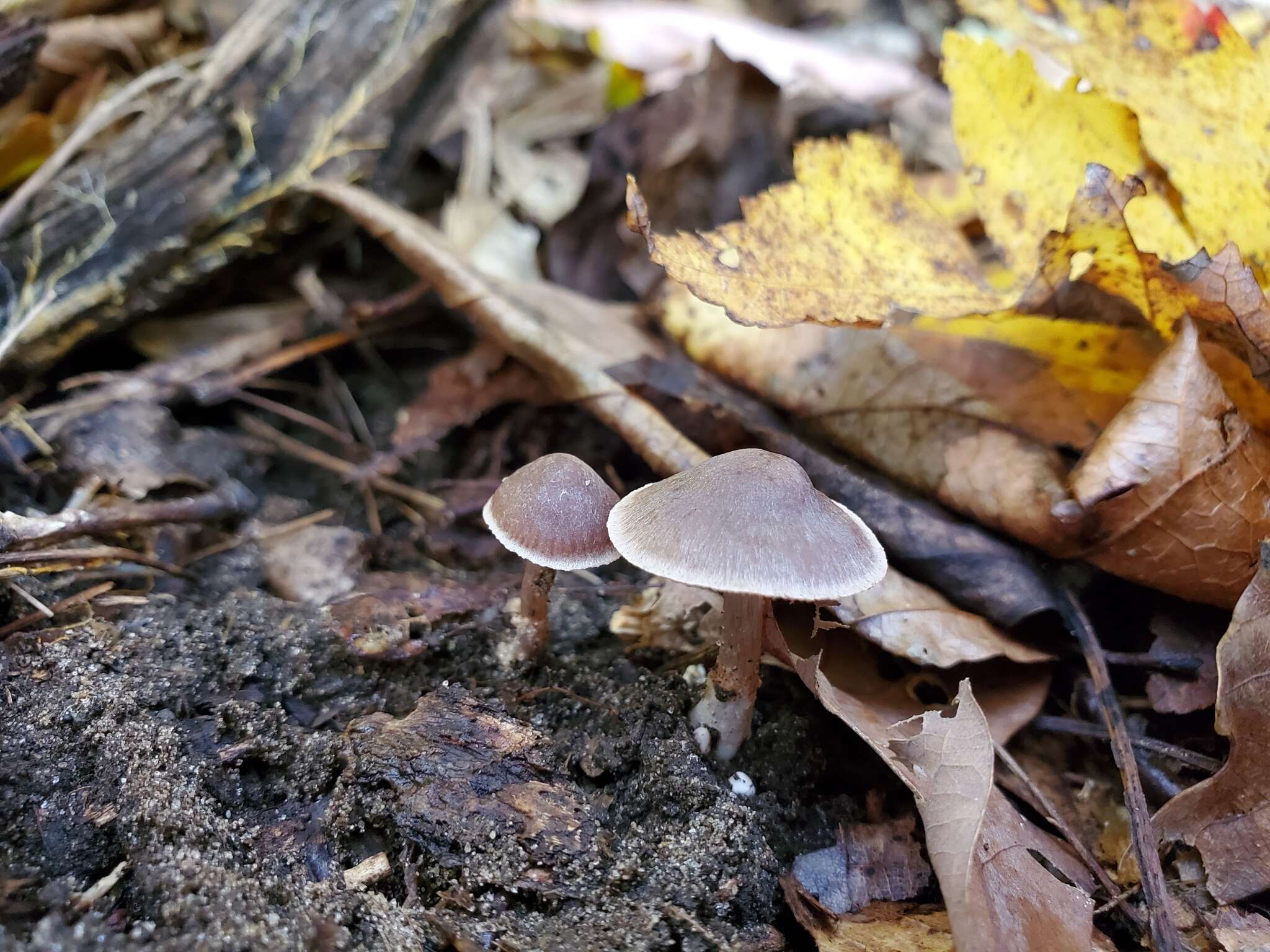 Image of Cortinarius ferrugineovelatus Kytöv., Liimat. & Niskanen 2014