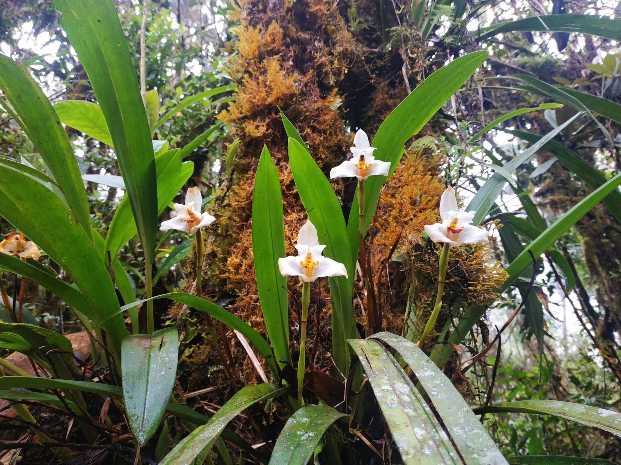 Sivun Maxillaria grandiflora (Kunth) Lindl. kuva