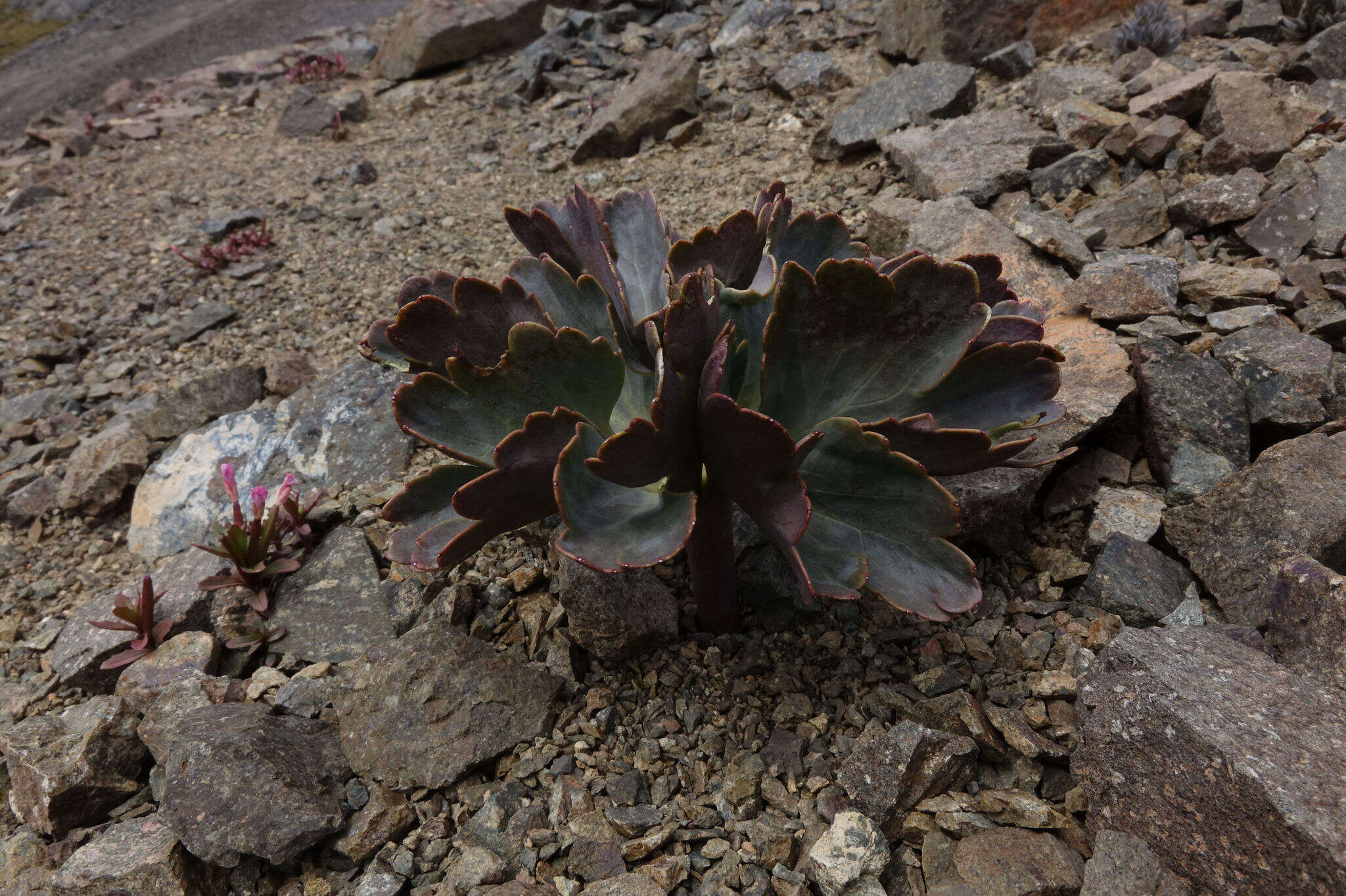 Image of Ranunculus pilifer (F. J. F. Fisher) Heenan & P. J. Lockh.