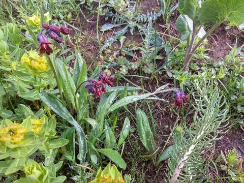 Cynoglossum olgae (Regel & Smirn.) Greuter & Stier resmi