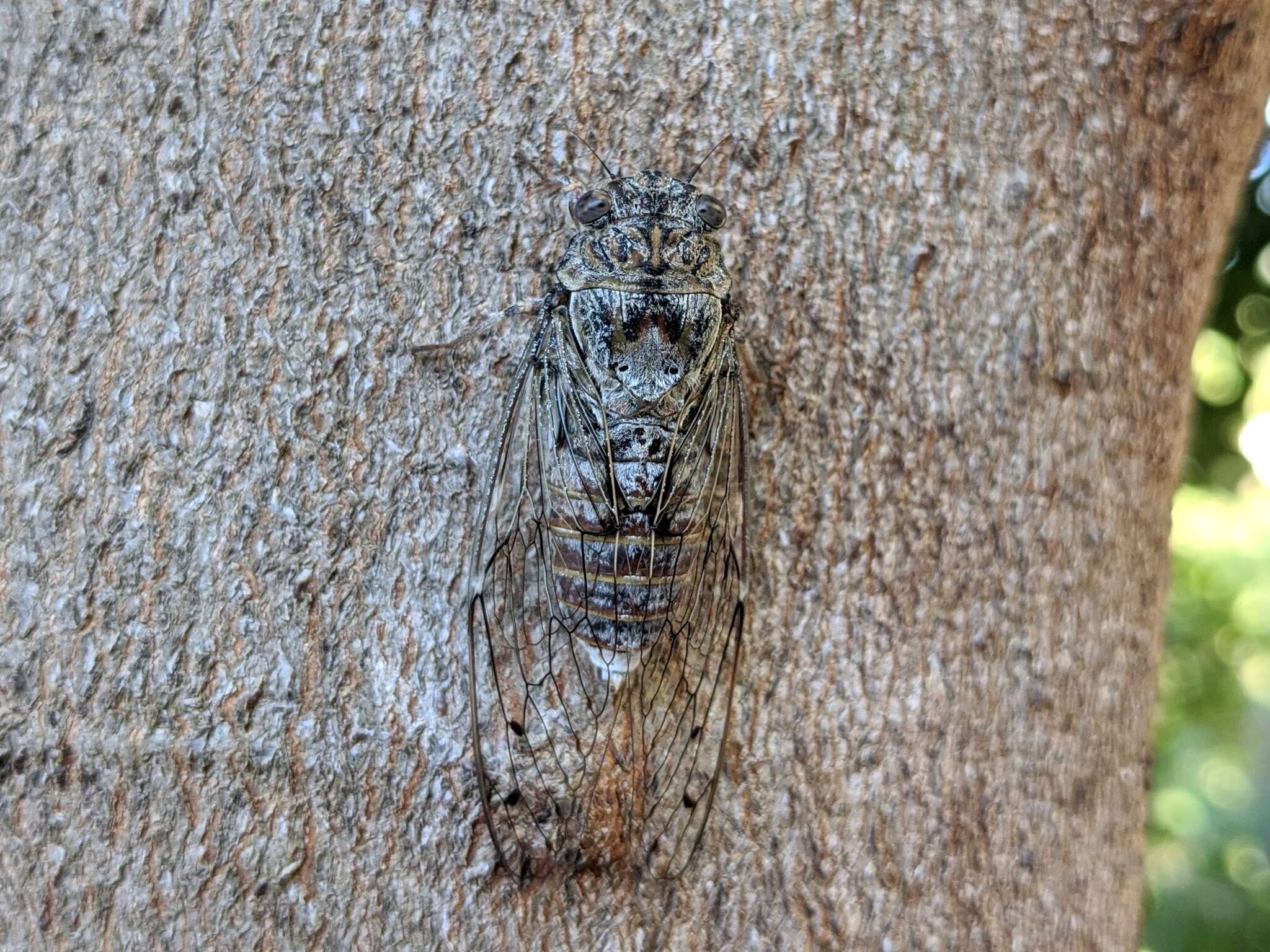 Image of Cicada mordoganensis Boulard 1979