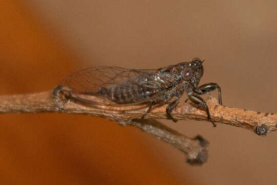 Image of Drymopsalta dameli (Distant 1905)