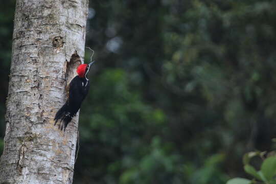Image of Powerful Woodpecker