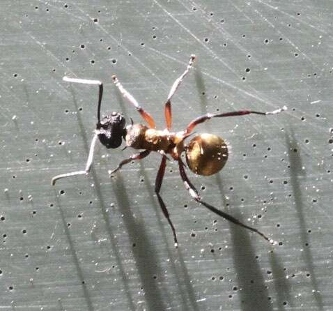 صورة Polyrhachis rufifemur Forel 1907