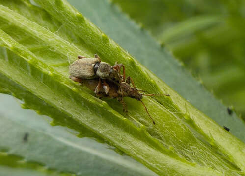 صورة Phyllobius (Pterygorrhynchus) contemptus Schoenherr 1832