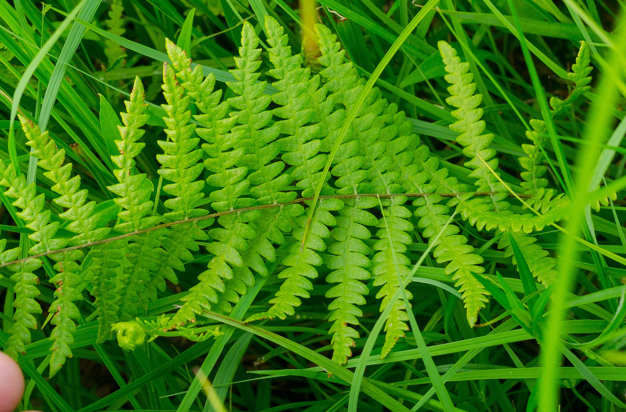 Image of Marsh Fern