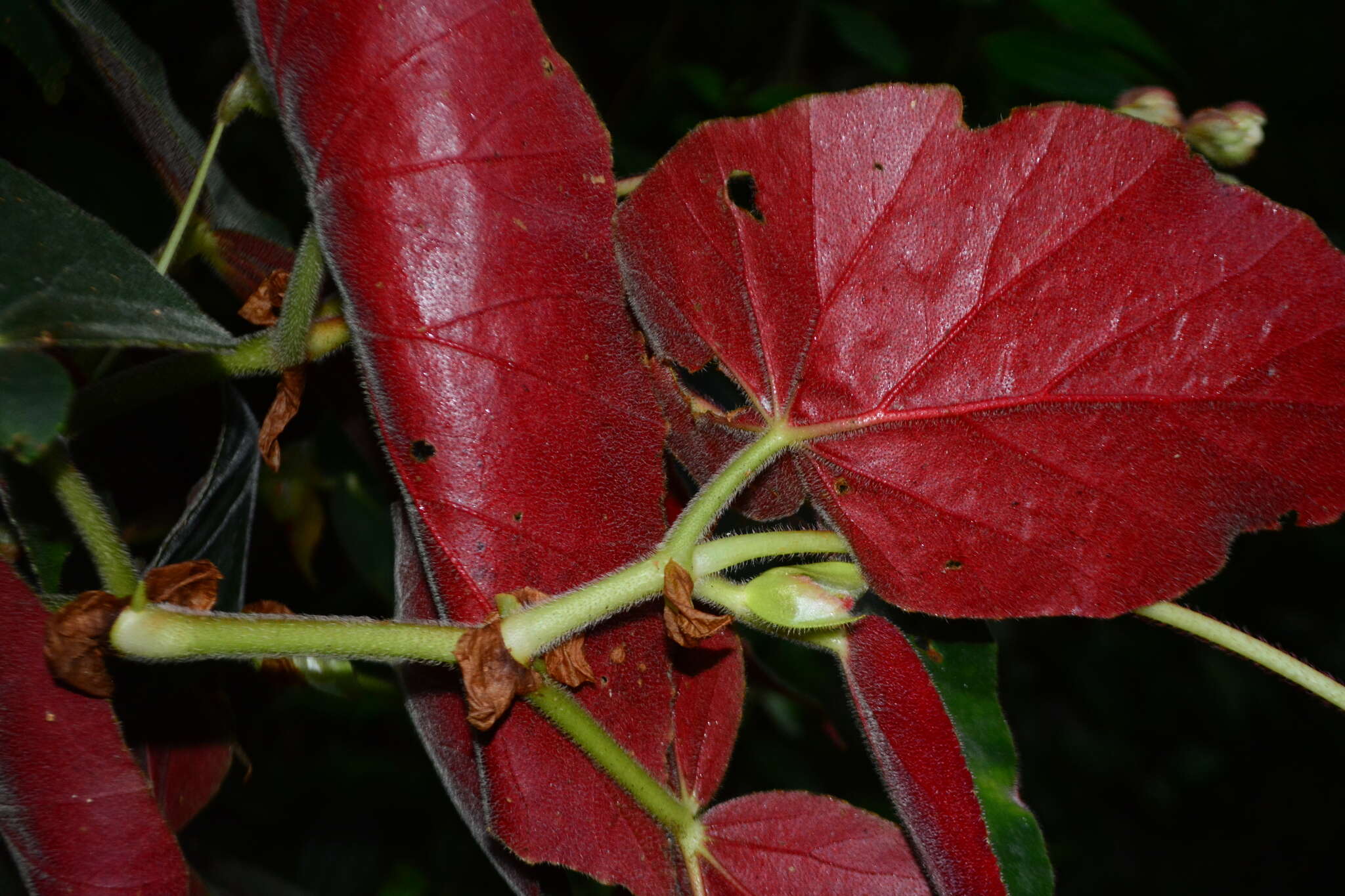 Image of Begonia scharffii Hook. fil.