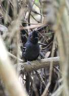 Image of Black-tailed Antbird