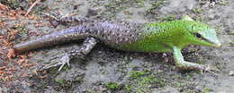 Image of Emerald Skink