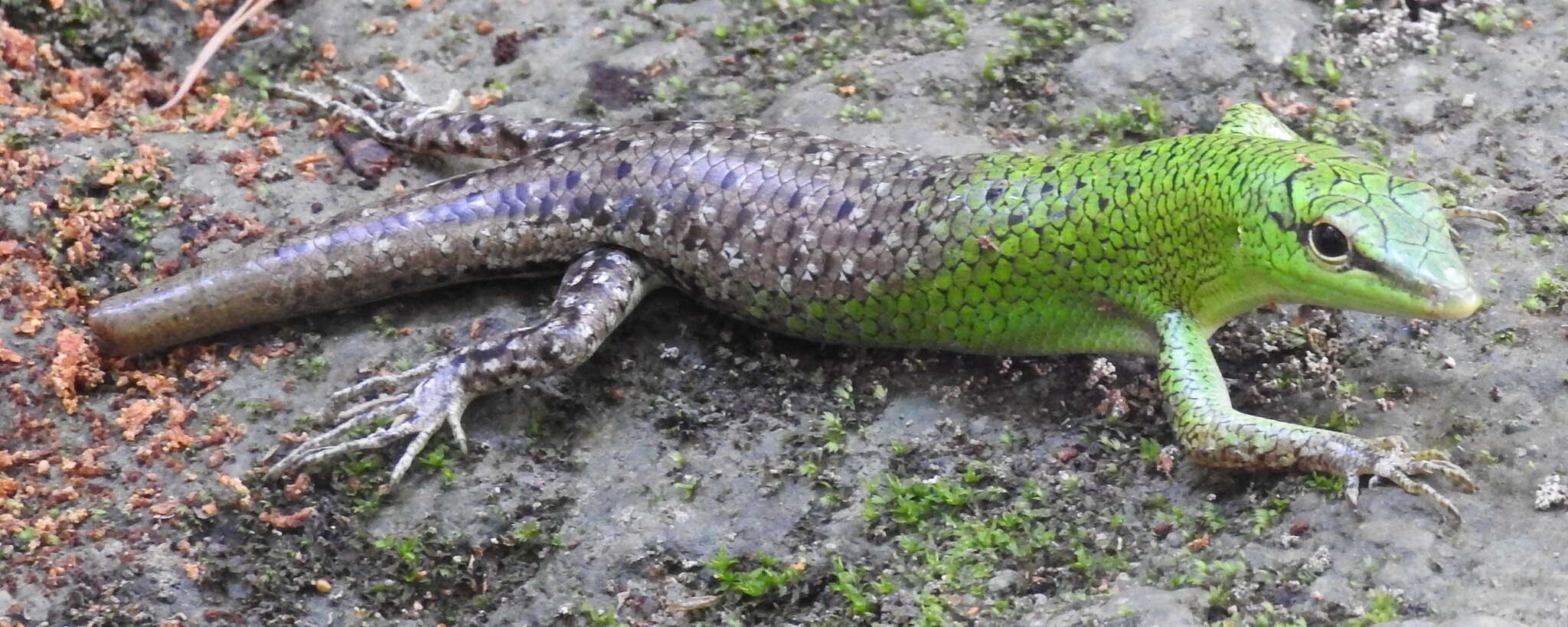 Image of Emerald Skink