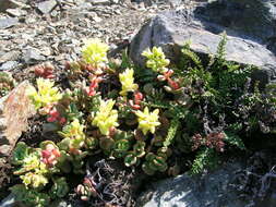 Sivun Sedum oregonense (S. Wats.) M. E. Peck kuva