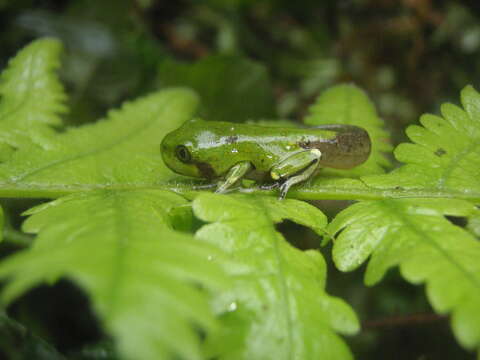 Image of Barbour's Forest Treefrog