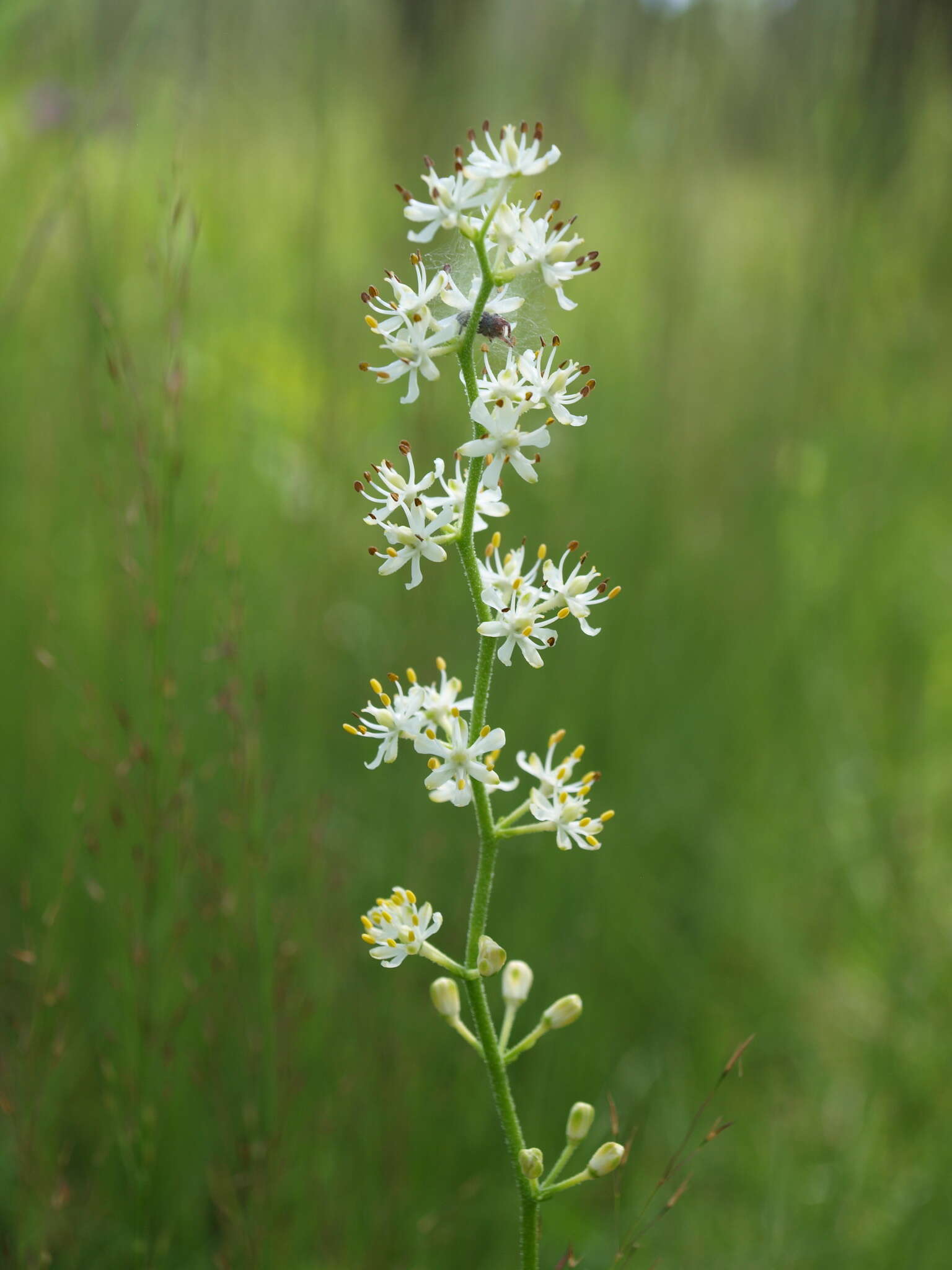 Image of coastal false asphodel