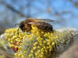 Imagem de Andrena apicata Smith 1847