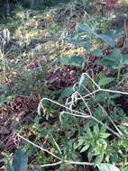 Image of earleaf nightshade