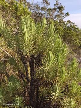 Image of Anaphalis javanica (Reinw. ex Bl.) Sch. Bip.