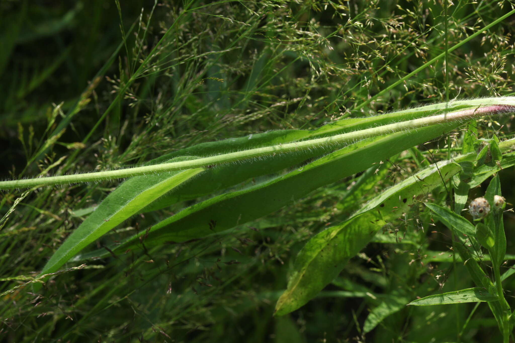 Image of Pilosella cymosa (L.) Sch. Bip., F. W. Schultz & Sch. Bip.