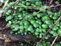 Image of Achrophyllum quadrifarium Vitt & Crosby 1972