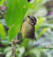 Basileuterus melanotis Lawrence 1868 resmi